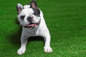 Best Artificial Grass for dogs