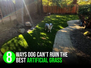 Ways Dog Cant Ruin the Best Artificial Grass-amazing1