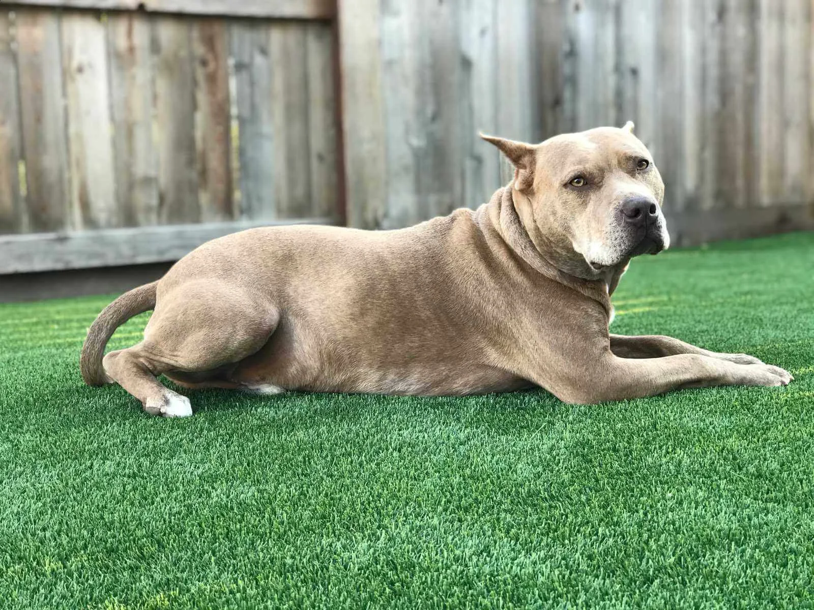 pet artificial turf