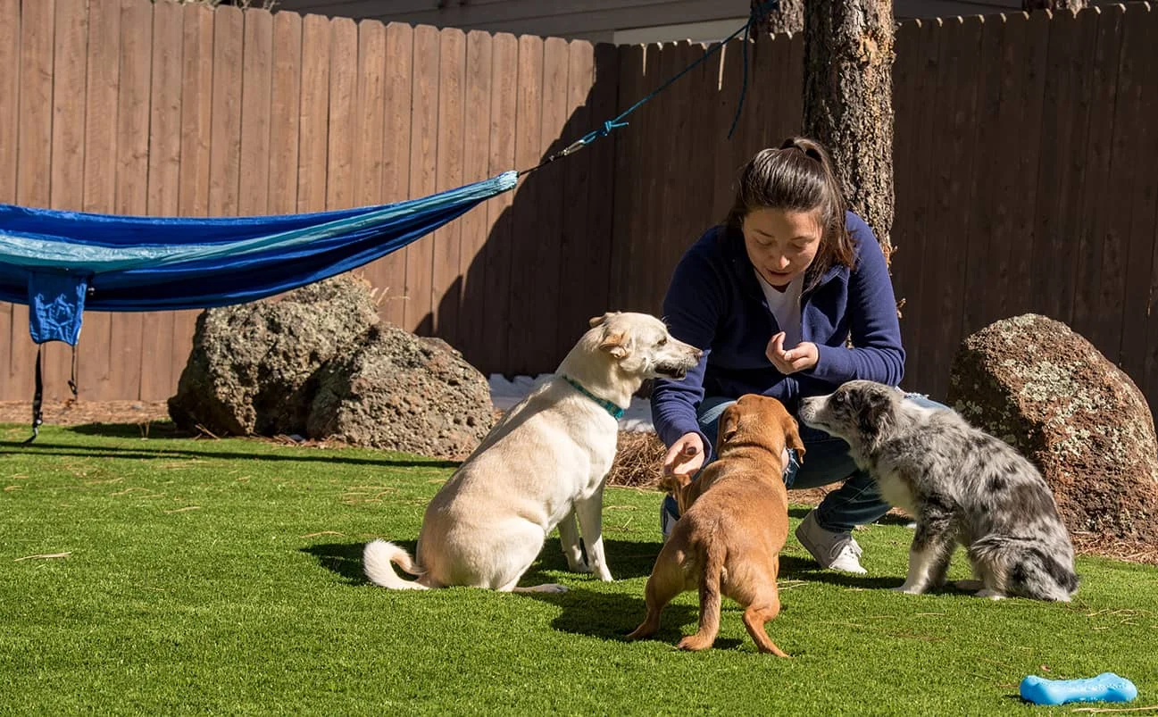 synthetic turf dog daycare