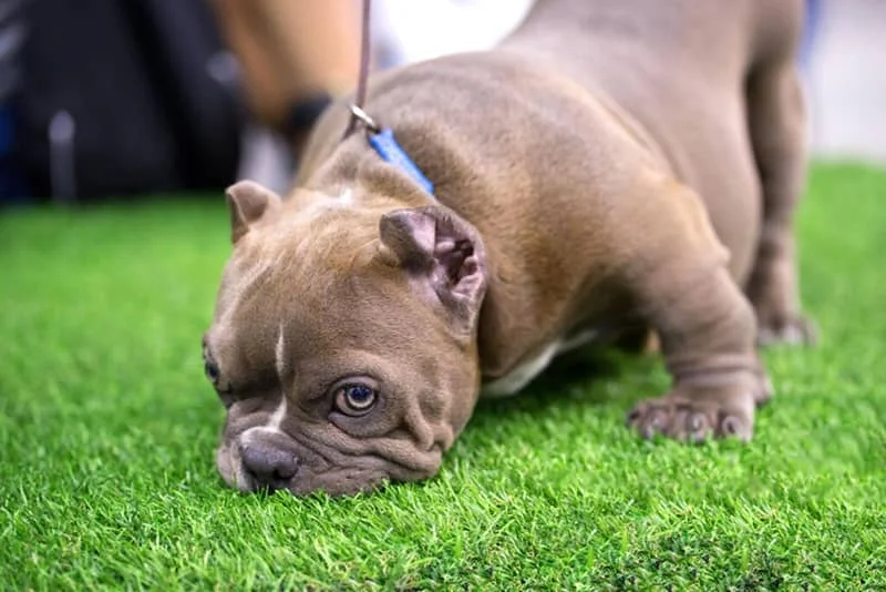 why real grass can be unsafe for dog