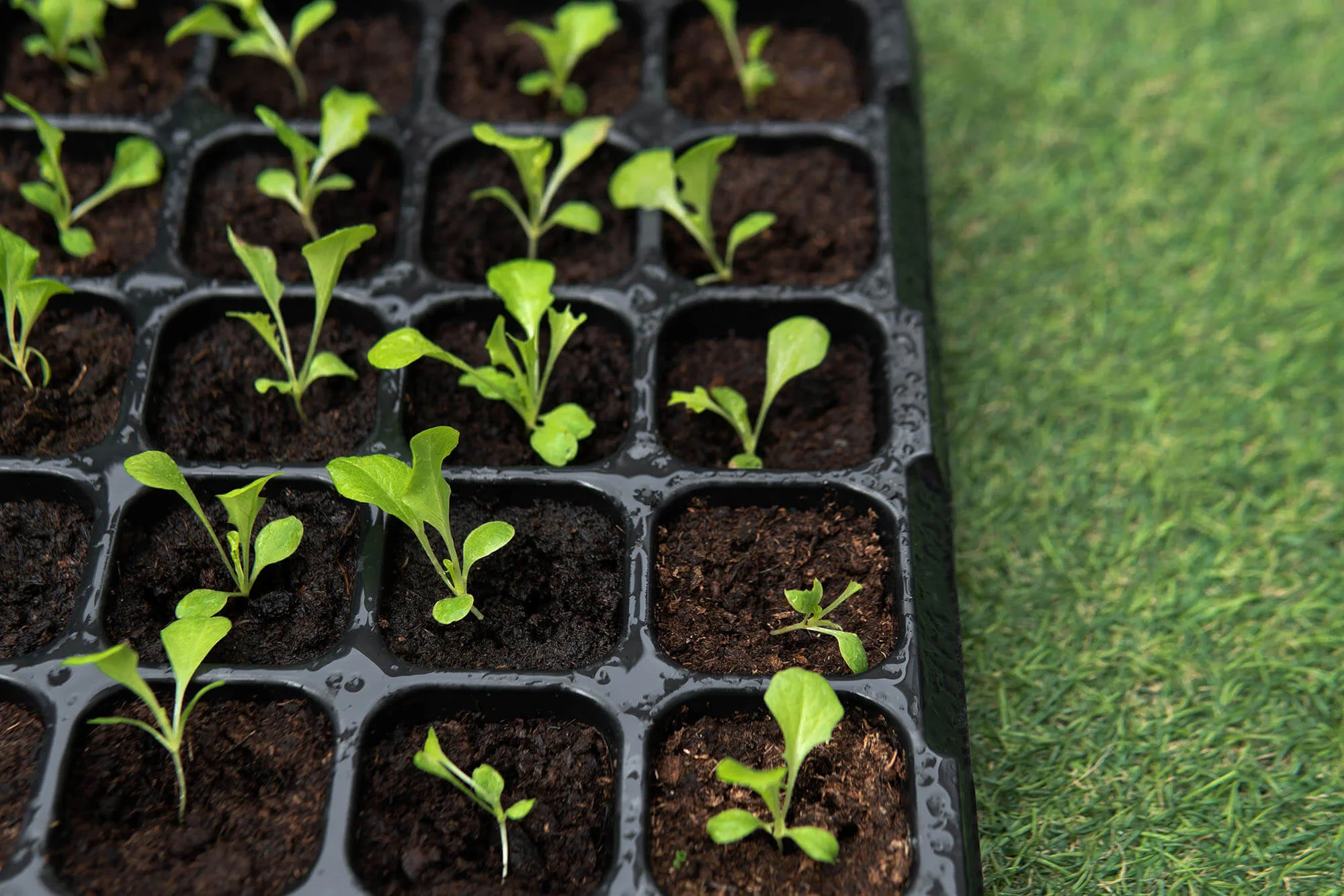 seedlings artificial grass