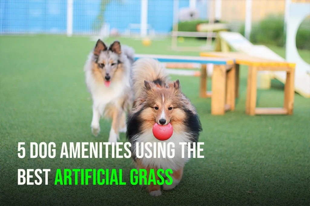 5 Dog Amenities Using the Best Artificial Grass