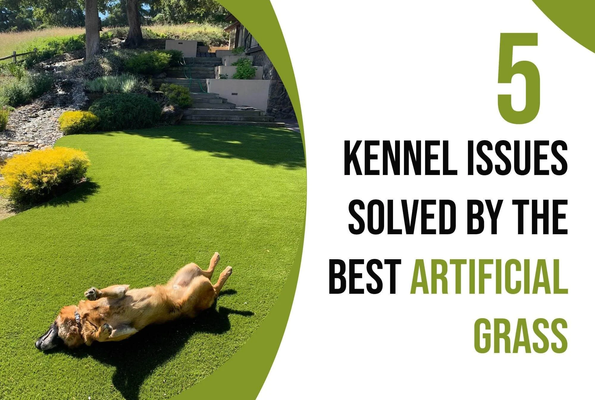Kennel Issues Solved by the Best Artificial Grass in San Antonio, TX