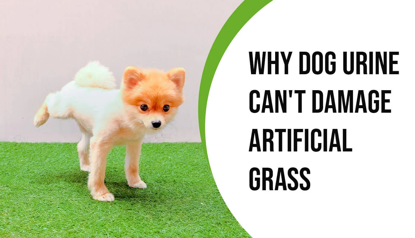 Why Dog Urine Cant Damage Artificial Grass