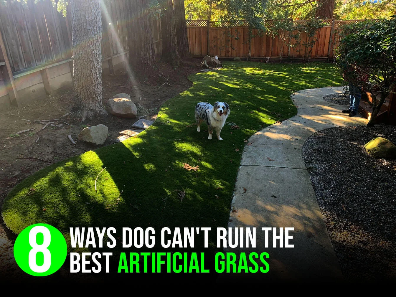 Ways Dog Cant Ruin the Best Artificial Grass-amazing1