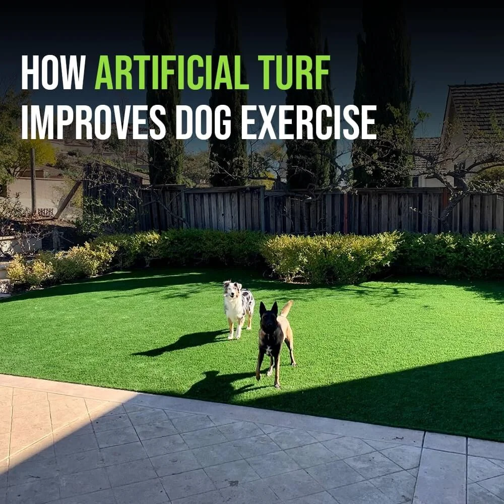 How Artificial Turf Improves Dog Exercise - Amazing 1