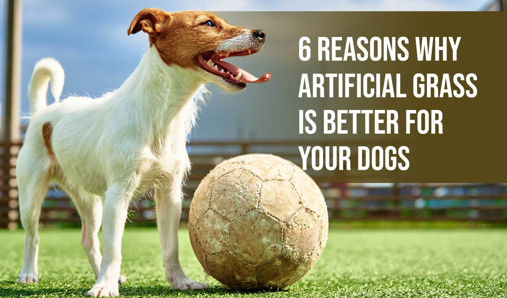 6 Reasons Why Artificial Grass is Better for Your Dogs-amazing 1