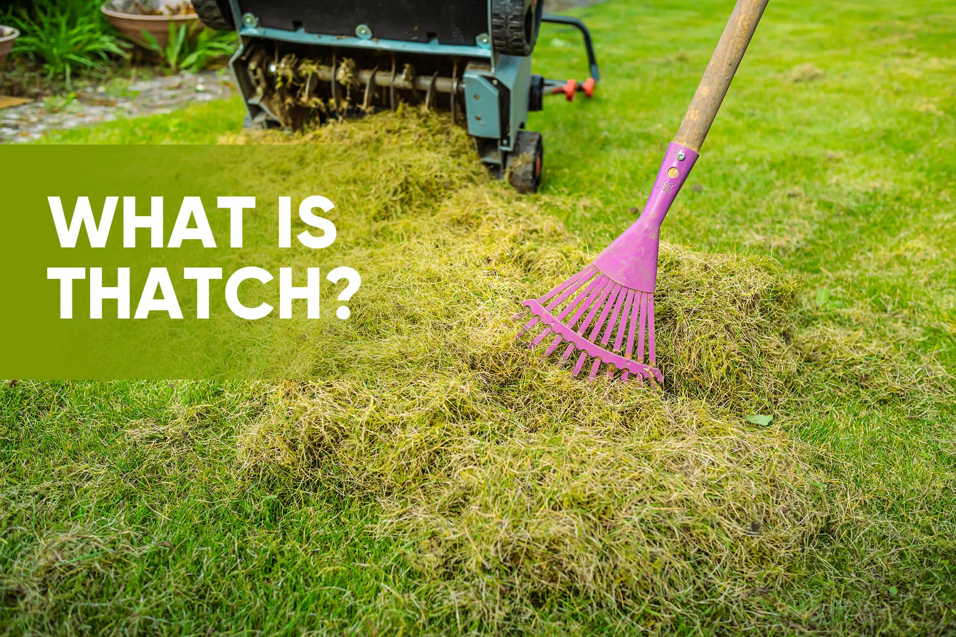 What Is Thatch -amz 3