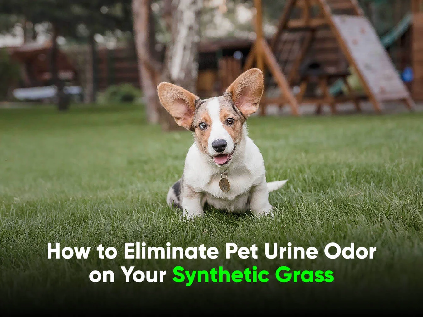 How to Eliminate Pet Urine Odor on Your Synthetic Grass - Amazing 2