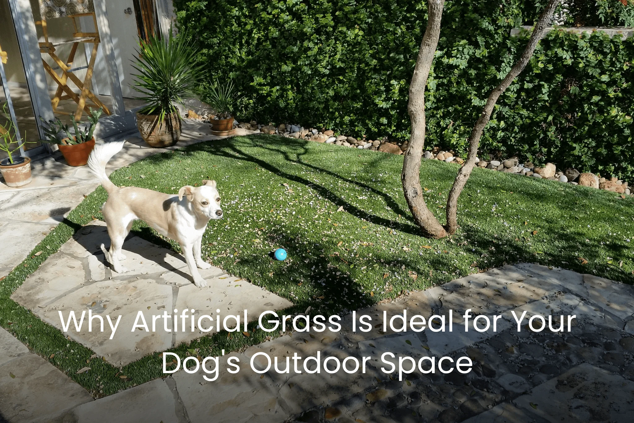 Why Artificial Grass is Ideal for Your Dog's Outdoor Space - amazing 2