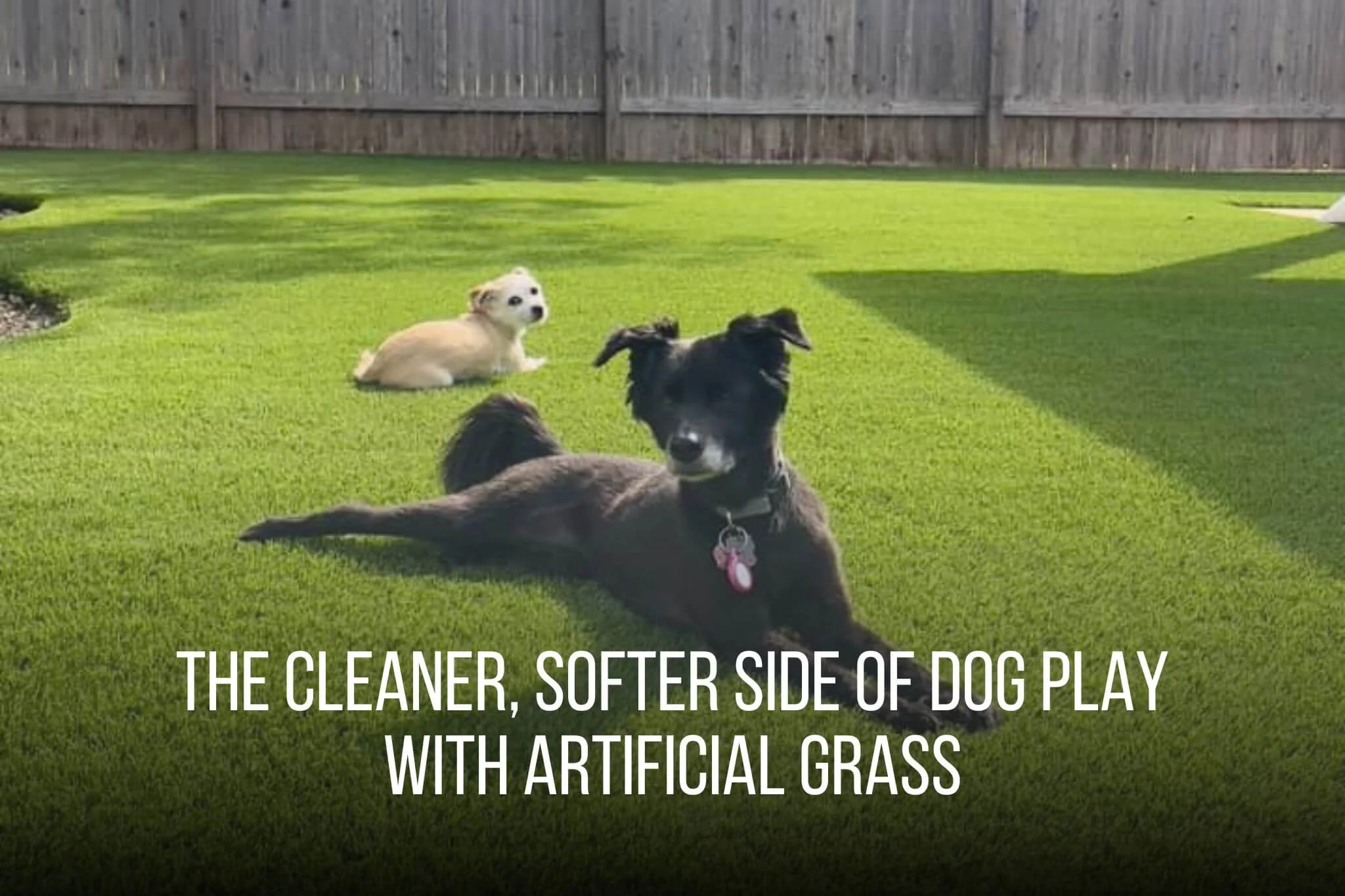 The Cleaner, Softer Side of Dog Play with Artificial Grass - Amazing Turf Lawn 2