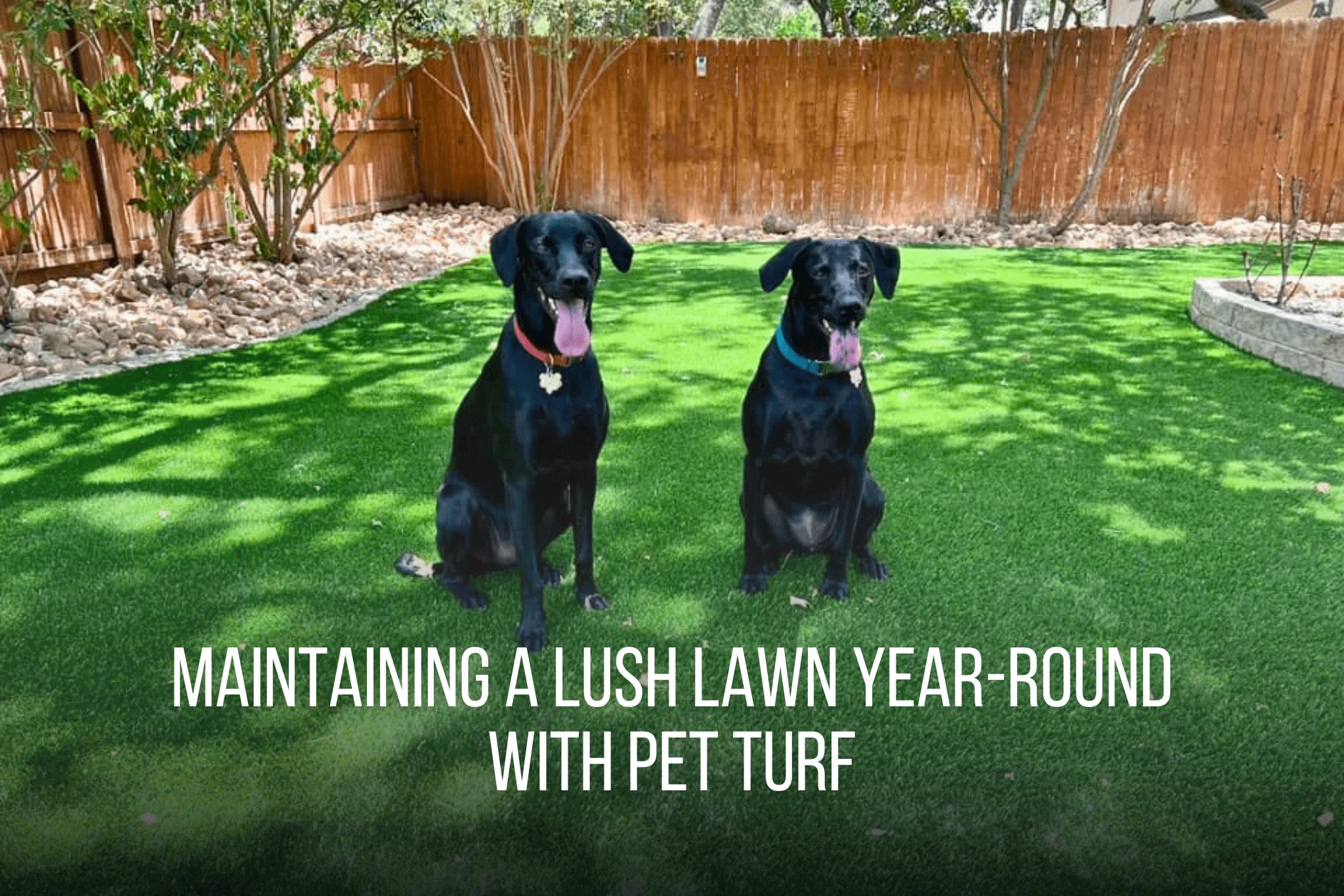 Maintaining a Lush Lawn Year-Round with Pet Turf - Amazing 2