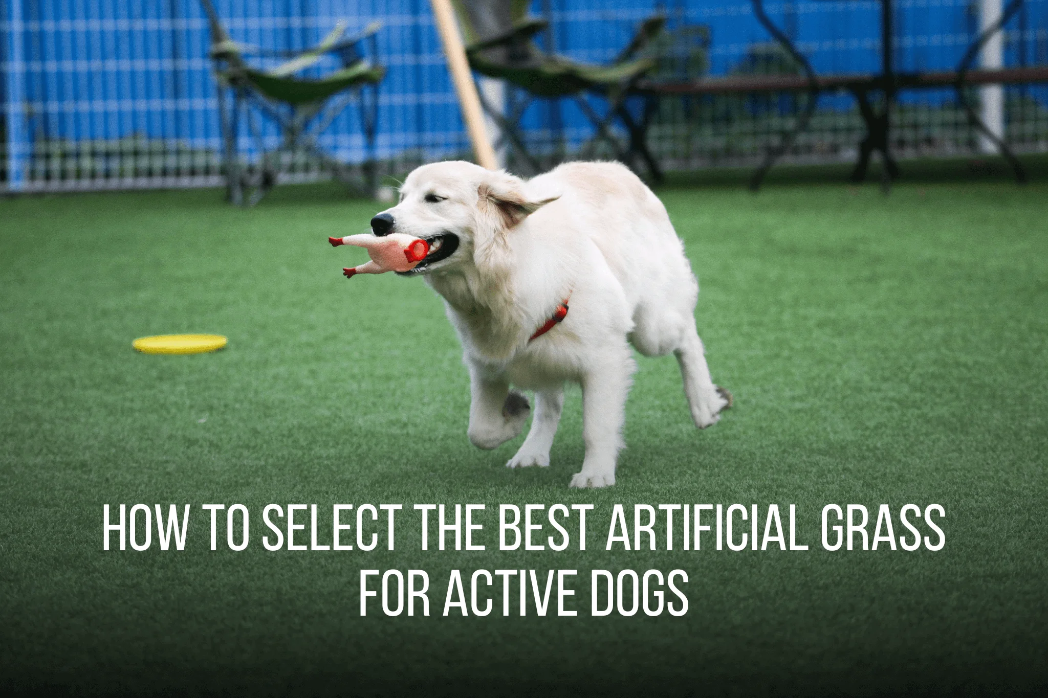 How to Select the Best Artificial Grass for Active Dogs - Amazing 2