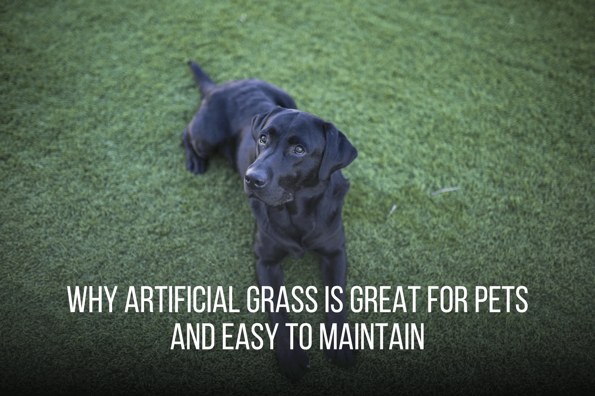 Why Artificial Grass is Great for Pets and Easy to Maintain